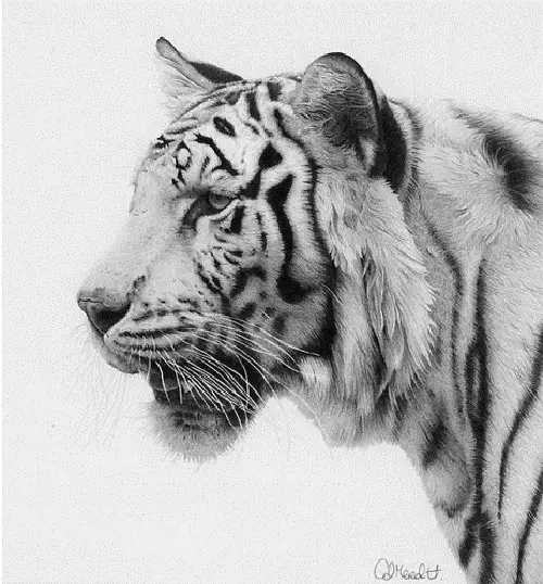 Realistic pencil drawing by Clive Meredith Art Kaleidoscope