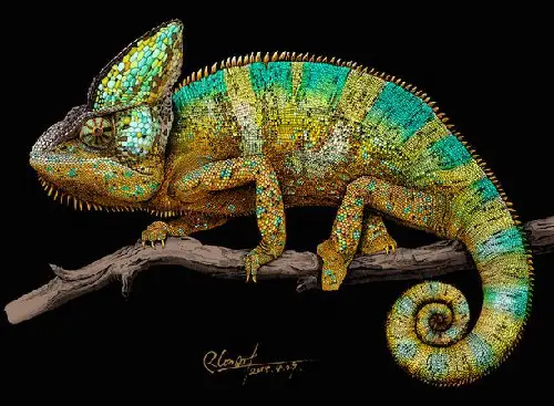 Chameleon