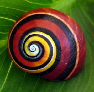 Painted snail Polymita picta - Art Kaleidoscope