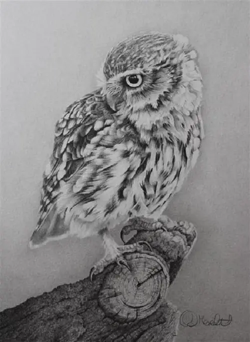 Little Owl