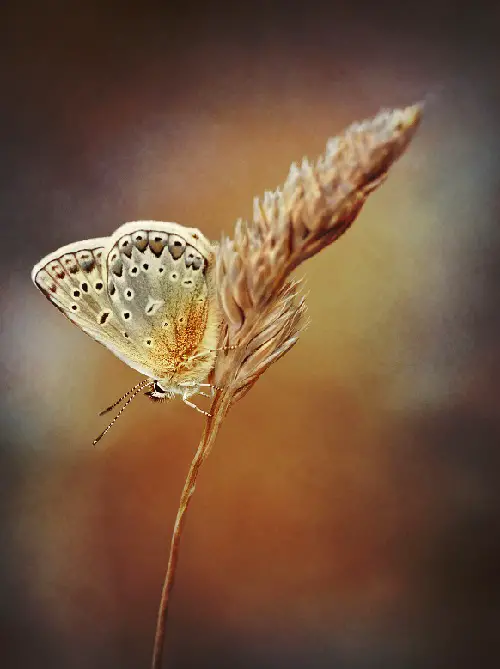 Series ‘Butterflies’. Photographer P. Laura, Minsk, Belarus