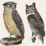 Owl illustrations by Patricia Ferrer