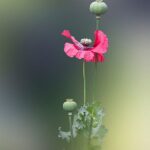 Mila Mironova Still Life Photo Art